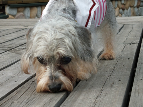 DSCF0498.jpg